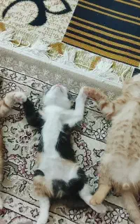 گربه خانگی واکسن زده ماده با توله هاش