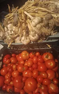 سیر محلی و گوجه محلی