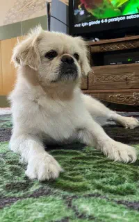 سگ نژاد پیکنیز