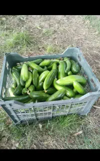خیار ارگانیک