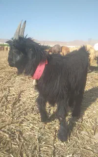 بزغاله دوبر
