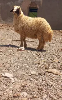 بره قوچی