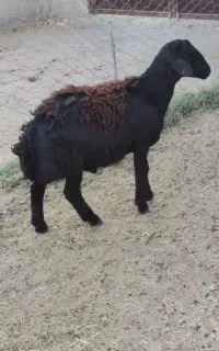 بره شیشک قوچ اصل قزل افشار لخت