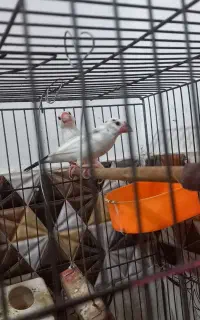 فنچ نرگسی