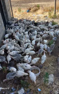 جوجه بوقله جامانی