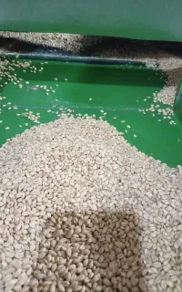 گندم بذری رقم پیشگام