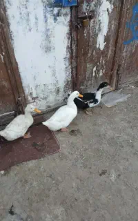 اردک