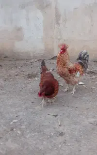 2عددمرغ وخروس عالی ب شرط محلی اصیل از نزدیک ببنید