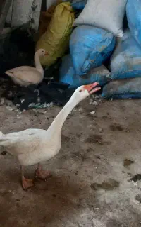 یک جفت غاز