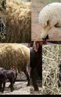 کود گوسفندی رایگان
