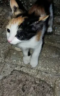 واگذاری بچه گربه