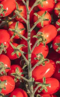 بذر گوجه زیتونی