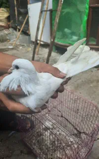 سلام کبوتر  پرشی