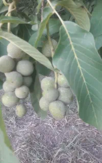 گردو تکان با دستگاه تراکتور