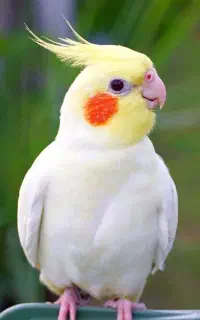 عروس هلندی نر یک ساله