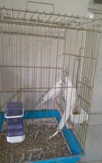 عروس هلندی
