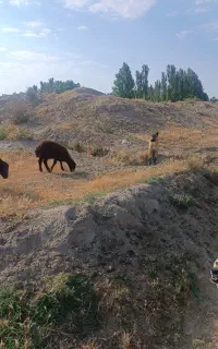 شش ماه هست خیلی عالی هست