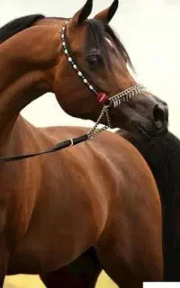 استخدام نیرو برای اصطبل اسب