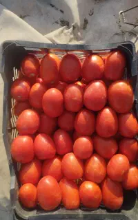 نیرو برای گوجه چینی