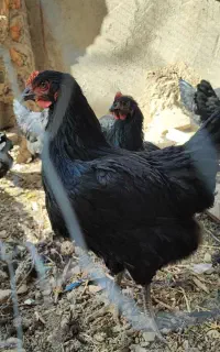 ۴۰عدد مرغ تخم گذار جوان و بشرط تخم گذاری