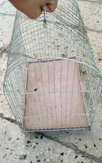 قفس پرنده