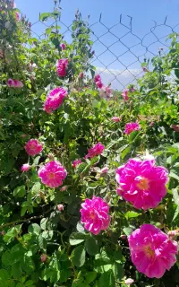 گل محمدی خشک شده