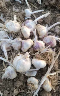 فروش سیر درجه یک