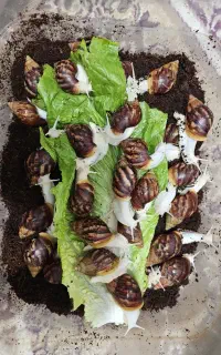 حلزون درمانی و تزیینی