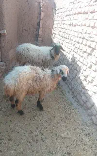 میش کاور ابستن هیکلی با بره نر