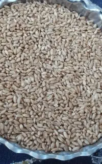 فروش گندم سه دهه