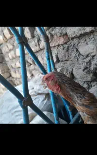 مرغ لاری
