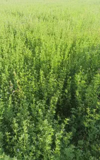 یونجه پرس