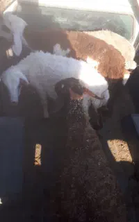 بره نر ۳۰ کیلویی ۴ عدد