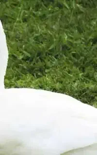 عروسک اردک