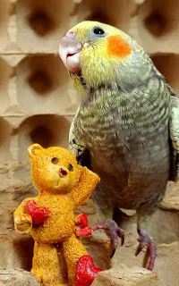 عروس هلندی مودب