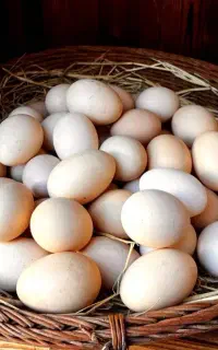 تخم مرغ خانگی