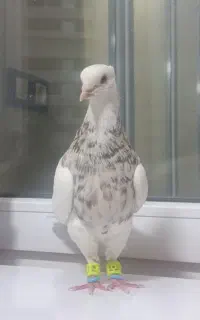 کفتر سرور.ساده.طاووسی.طوقی