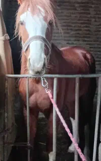 اسب‌عرب‌یسر