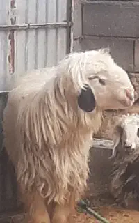 بره پروار
