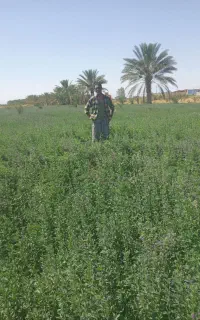 ییده