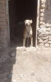 توله خراسانی سرابی گله ایی پژدر