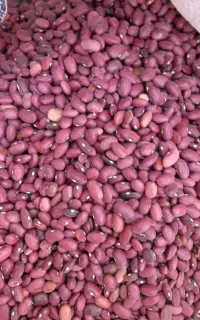 لوبیاقرمز