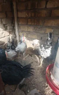جوجه گلین دو ماه ونیم