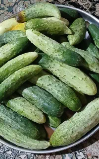 خیار محلی . آبغوره
