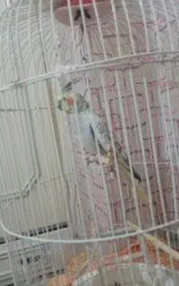 عروس هلندی با قفس
