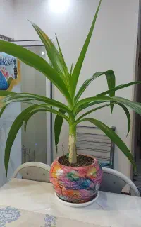 گل سوسن و گل کاج مطبق