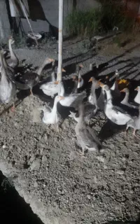 پرنده