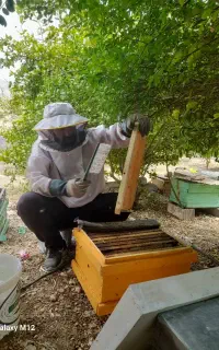 عسل طبیعی