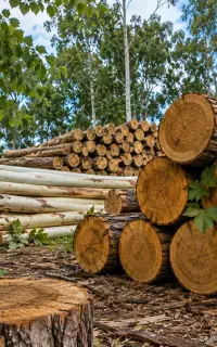خریدار انواع چوب و درخت