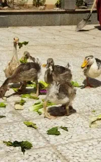 غاز و قوغاز و اردک